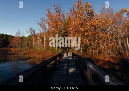 Paysage serein d'un sentier en bois à travers les bois en automne Banque D'Images