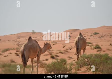 Vue arrière de deux dromadaires (Camelus dromedarius) également connu sous le nom de dromadaire arabe marchant sur les dunes Banque D'Images