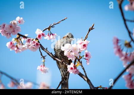 Joli oiseau gris assis sur la branche avec des fleurs roses avec ciel bleu en arrière-plan Banque D'Images