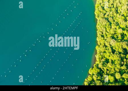 Eaux de la baie de Lim avec ferme d'huîtres entourée d'une forêt dense. Végétation sur la côte Adriatique éclairée par la lumière du soleil d'été. Panorama aérien Banque D'Images