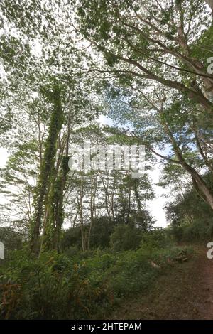 Le sentier Dirt Kuilau-Moalepe qui mène à travers une forêt tropicale dans la réserve forestière de Lihue-Koloa sur l'île de Kauai Banque D'Images