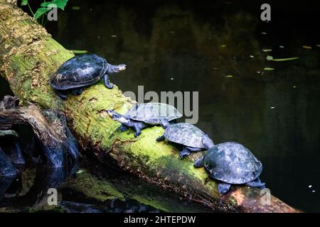 Tortues de rivière à pois jaunes sur une branche épaisse Banque D'Images