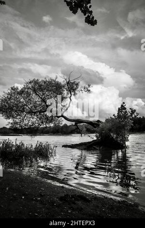 Un charmant arbre le long de la rivière James en Virginie. Presque parallèle à l'eau, elle semble précaire, mais a tant de force et de présence. Banque D'Images