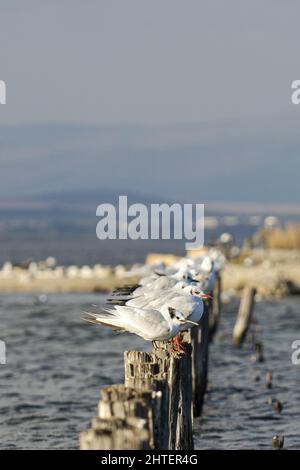 Un cliché vertical d'un troupeau de mouettes perchées sur des rondins en bois verticaux dans la mer avec un arrière-plan flou Banque D'Images