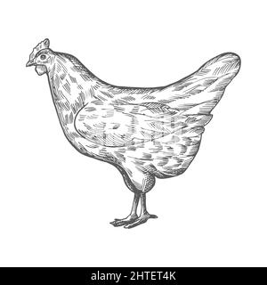 Dessin de poulet. Illustration vintage vectorielle dessin de poulet à la main isolé sur fond blanc. Vue latérale. Illustration de Vecteur