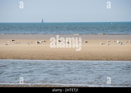 Des goélands sur la plage de St. Peter Ording et un bateau en arrière-plan Banque D'Images