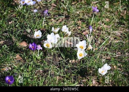 27 février 2022, Rhénanie-du-Nord-Westphalie, Cologne: Crocus, crocus en différentes couleurs fleurissent sur un pré photo: Horst Galuschka/dpa Banque D'Images