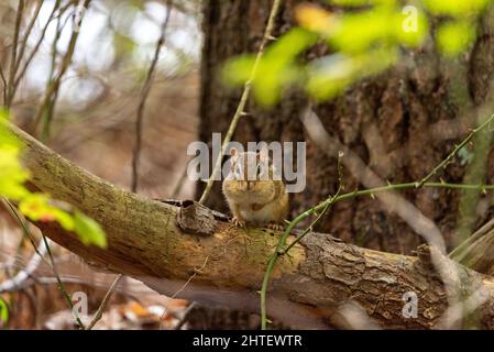 Chipmunk de l'est assis sur la branche des arbres dans le sentier de la nature et Cranberry Bog, Foxborough, ma Banque D'Images
