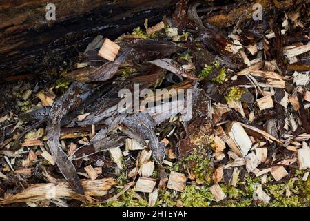 Copeaux de bois au sol dans une zone forestière Banque D'Images