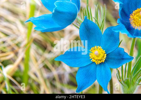 Pulsatilla pratensis fleurit au début du printemps avec de grandes fleurs bleu clair avec un centre jaune en plein soleil, foyer sélectif Banque D'Images