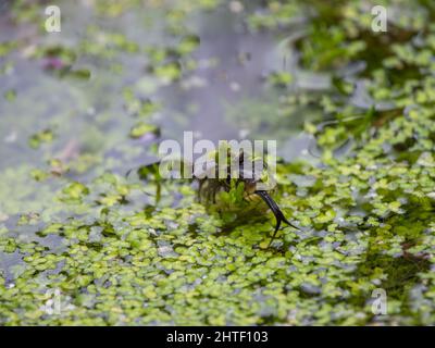Serpent d'herbe dans un étang Banque D'Images