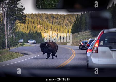 Un bison traverse la circulation dans le parc national de Yellowstone. Banque D'Images