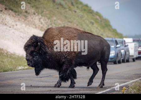 Un bison bloque la circulation dans le parc national de Yellowstone, WY. Banque D'Images