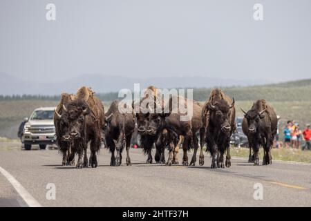 Un troupeau de buffles bloque la circulation dans le parc national de Yellowstone, WY. Banque D'Images