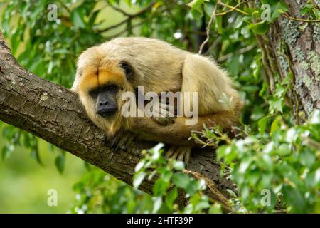 Un seul singe howler noir (Alouatta caraya) s'endormit dans un arbre isolé sur un fond naturel Banque D'Images