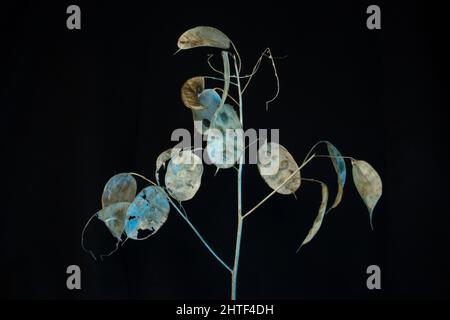 têtes de graines d'honnêteté annuelle isolées avec lumière bleue et blanche sur fond noir Banque D'Images