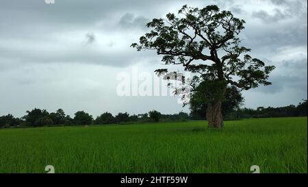 Arbre solitaire au milieu d'un terrain verdoyant et luxuriant Banque D'Images