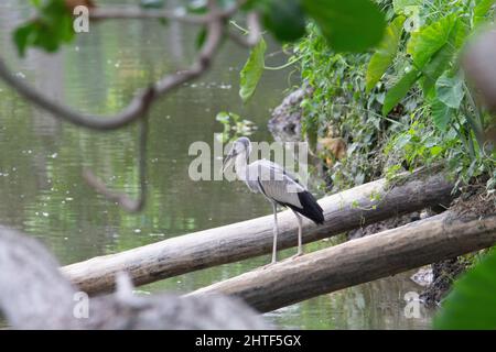 Cigogne asiatique à bec ouvert (Anastomus oscitans) Une cigogne à bec ouvert asiatique se tenant sur un arbre tombé sur une rivière verte Banque D'Images