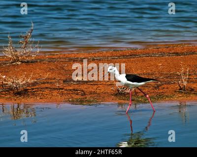 Le stilt à ailes noires se démène près de l'eau Banque D'Images