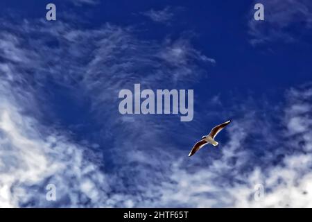 Ichthyaetus melanocephalus ou mouette méditerranéenne vole dans le ciel Banque D'Images