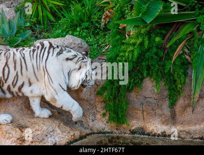 Magnifique tigre du Bengale blanc en plein air à Ténérife Banque D'Images