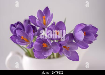 belle vue du printemps de la fleur de crocus pourpre sur la table. Banque D'Images