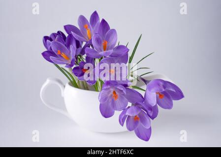 Première fleur de crocus pourpre de printemps dans la tasse blanche. Banque D'Images
