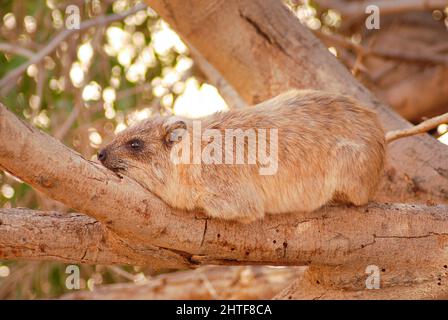 L'hyrax de roche se trouve sur une branche d'arbre Banque D'Images