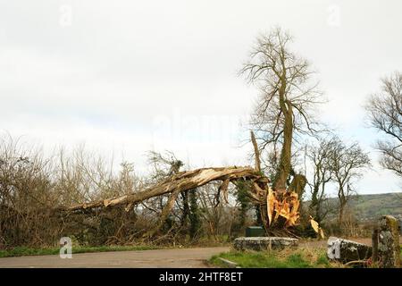 Février 2022 - le gros vieux arbre endommagé auparavant et encore par la tempête Eunice en février 2022. Banque D'Images
