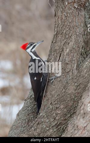 Pic piléé, Dryocopus pileatus, femme Banque D'Images