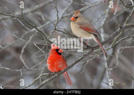Cardinaux du Nord, cardinalis cardinalis, mâle et femelle Banque D'Images
