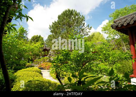 Jardin chinois dans l'hortus botanicus de Groningen au début de l'été Banque D'Images