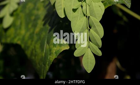 Moringa, feuilles (Moringa oléifera Lamk.) Vert naturel feuilles de Moringa dans le jardin, fond vert. Banque D'Images