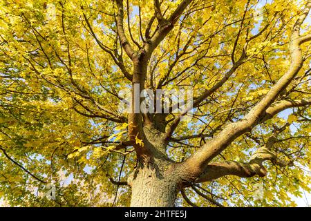 Vue à angle bas en regardant directement le tronc d'un arbre de champ marple Tree pendant l'automne avec ses feuilles tout jaunes. Fond bleu ciel. Banque D'Images