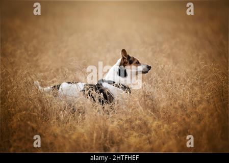 Chien pris en jeu. Un chien est le meilleur ami de l'homme. Banque D'Images