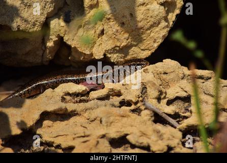 Photo sélective de Chalcides ocellatus se basant sur un rocher dans la campagne maltaise Banque D'Images