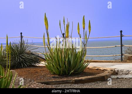 Aloe Vera jaune fleuri, Aloe barbadensis miller, dans un lit de fleurs avec la toile de fond de l'océan Atlantique à Costa Adeje sur la côte de Ténérife Banque D'Images