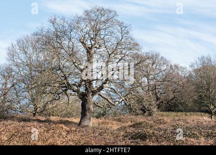 Arbre de chêne en hiver Banque D'Images