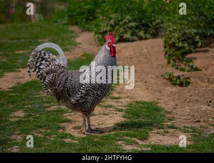 Un coq avec des plumes noires et blanches debout devant un f Banque D'Images