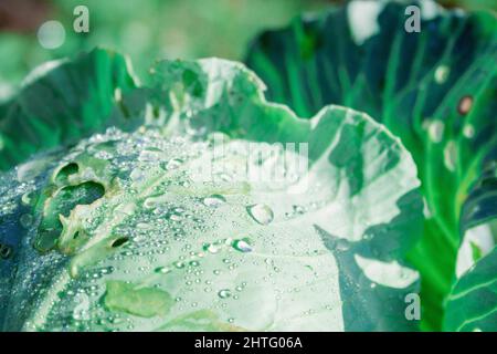 Feuilles de chou vert dans le jardin avec des gouttes de rosée gros plan. Banque D'Images