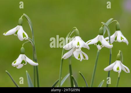 Gros plan de galanthus toure des chutes de neige en fleur Banque D'Images