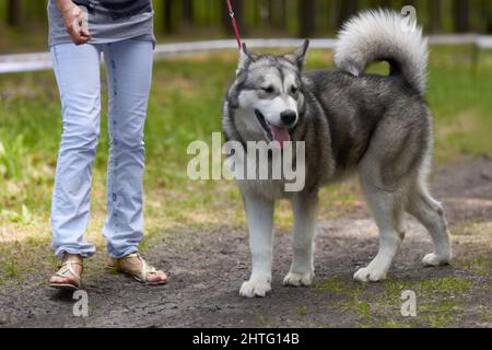 Prendre dans les parfums enivrantes de la nature. Un Husky robuste pour une promenade dans le parc en tête. Banque D'Images