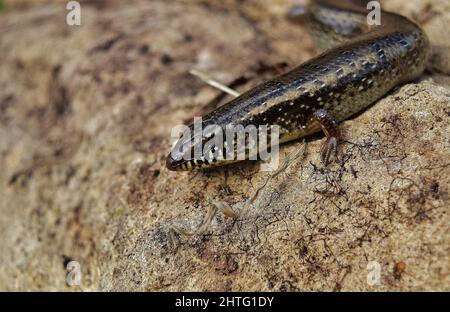 Photo sélective de Chalcides ocellatus se basant sur un rocher dans la campagne maltaise Banque D'Images