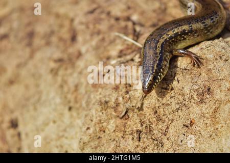 Photo sélective de Chalcides ocellatus se basant sur un rocher dans la campagne maltaise Banque D'Images