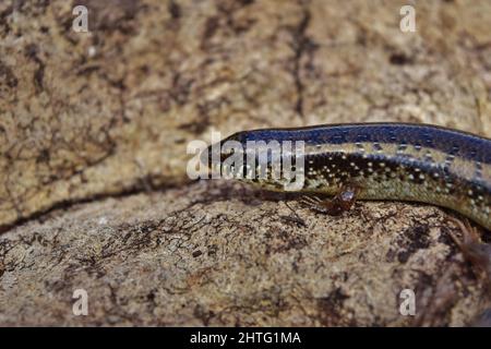 Photo sélective de Chalcides ocellatus se basant sur un rocher dans la campagne maltaise Banque D'Images