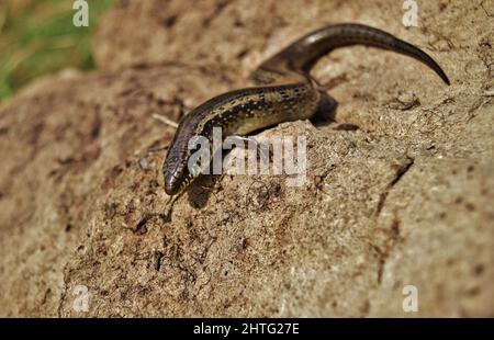 Photo sélective de Chalcides ocellatus se basant sur un rocher dans la campagne maltaise Banque D'Images