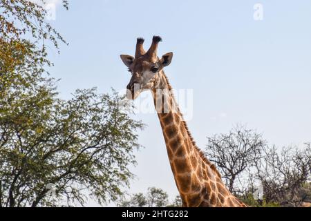 Col et tête de girafe avec arbres en arrière-plan Banque D'Images