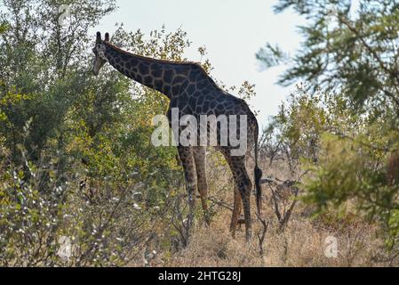 Girafe paître dans le port naturel Banque D'Images
