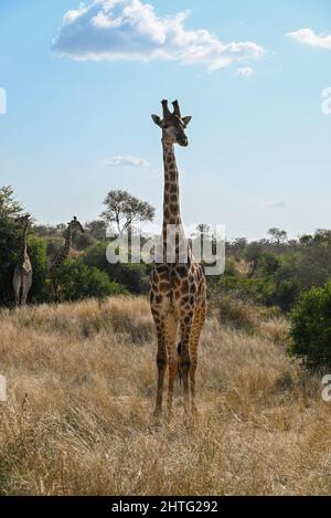 Grande girafe dans le parc national Banque D'Images