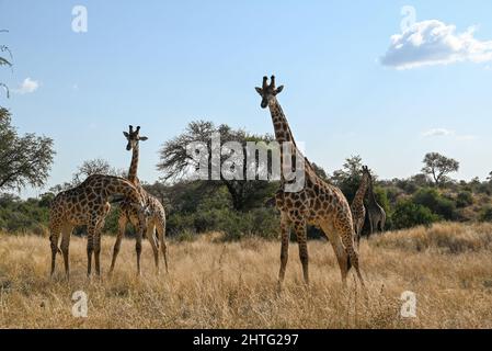 Girafes dans la brousse Banque D'Images